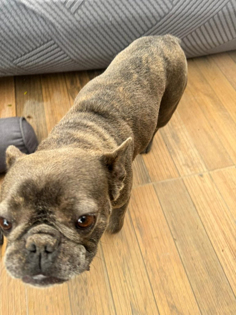 momorelojero's tweet image. Lo encontramos en Pinamar, si saben de quien es por favor envíen fotos y nombre para corroborar ser la familia propietaria al instagram de @“matimagliolo”.
Que la familia se quede tranquila, que esta de 10, comiendo, tomando y sin estrés. Por favor difundamos.