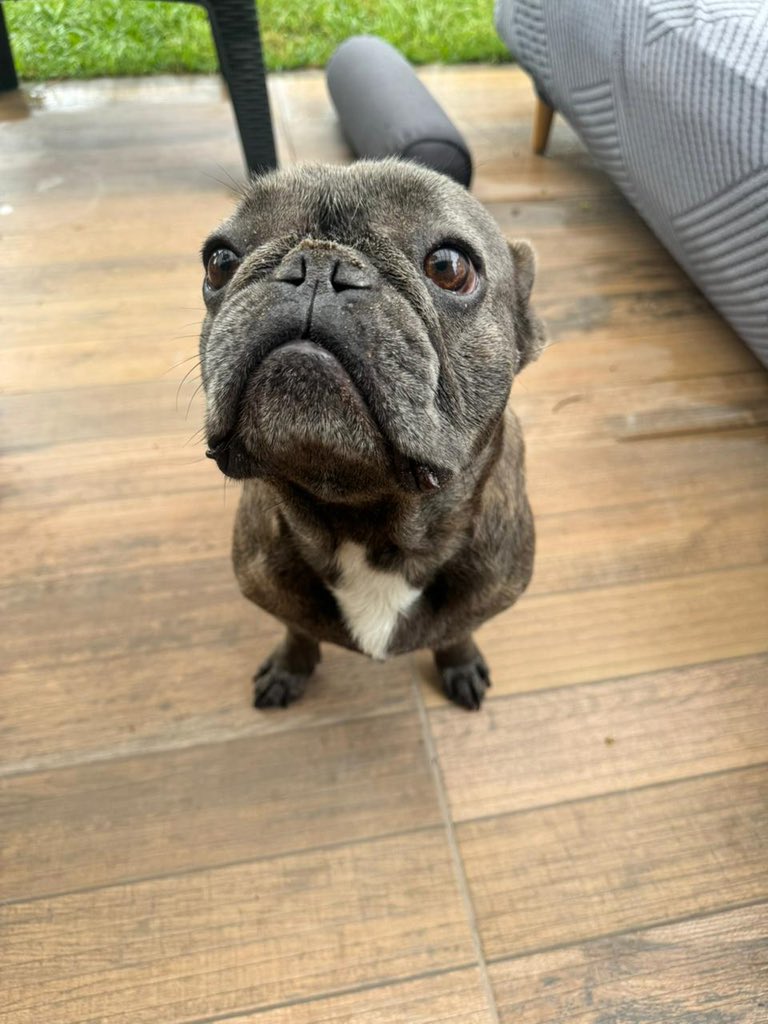 momorelojero's tweet image. Lo encontramos en Pinamar, si saben de quien es por favor envíen fotos y nombre para corroborar ser la familia propietaria al instagram de @“matimagliolo”.
Que la familia se quede tranquila, que esta de 10, comiendo, tomando y sin estrés. Por favor difundamos.