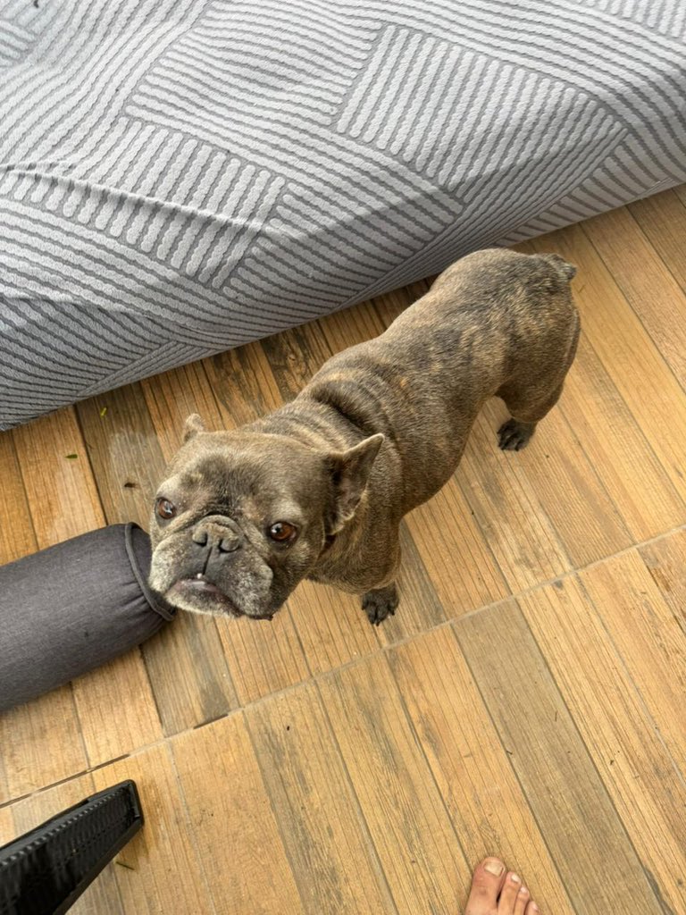 momorelojero's tweet image. Lo encontramos en Pinamar, si saben de quien es por favor envíen fotos y nombre para corroborar ser la familia propietaria al instagram de @“matimagliolo”.
Que la familia se quede tranquila, que esta de 10, comiendo, tomando y sin estrés. Por favor difundamos.