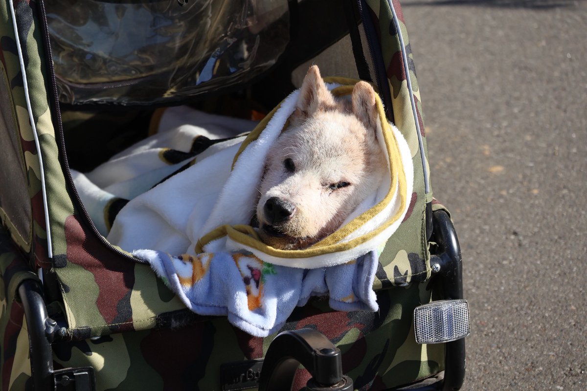 ちゃーくん tweet media