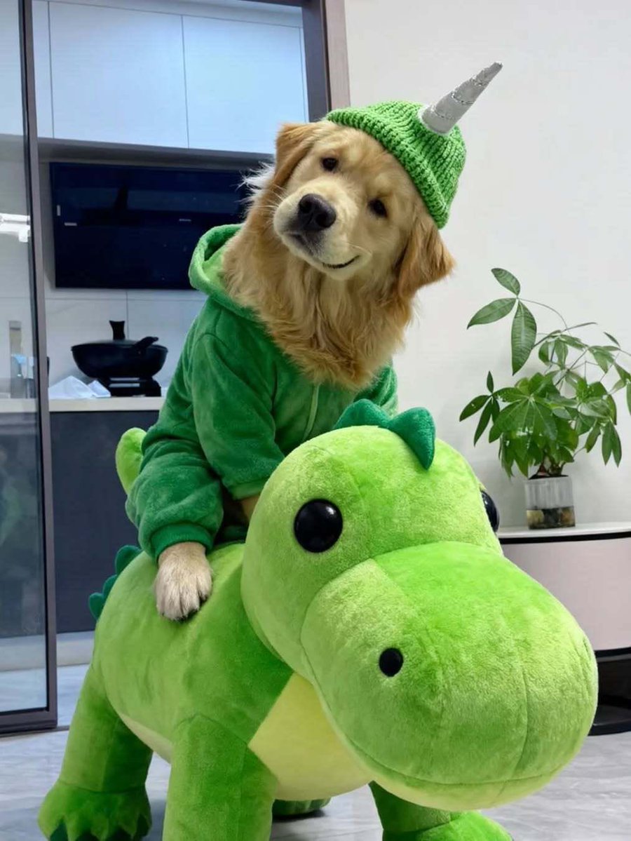 puppies_video's tweet image. 