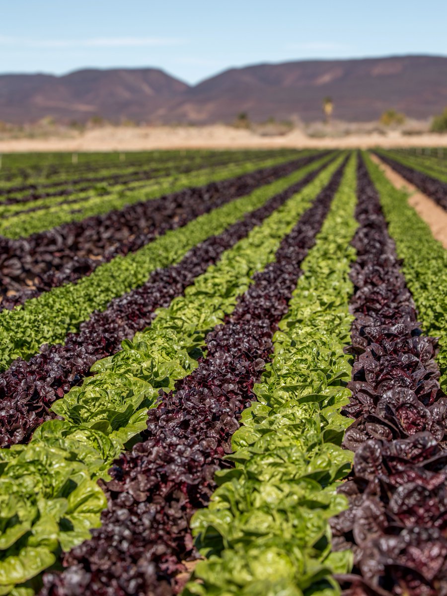 Tanimura&Antle tweet media