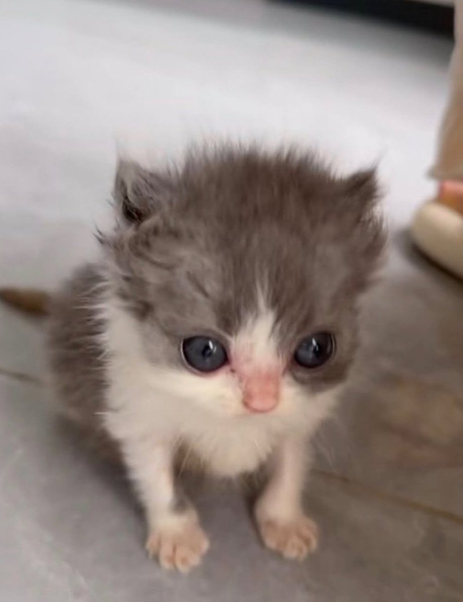 Catsillyness's tweet image. 