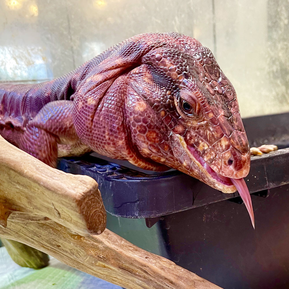 reptilescafe's tweet photo. ほんのり暖かい横浜
お店は営業(11時〜17時、L.O.16時)しております
ツク之助 ( @tukunosuke ) さん画、はちゅはちゅカレンダー2026 発売中!
写真は
ゴハン後でテンションが高い #アルゼンチンレッドテグー さんです
#RedTegu https://t.co/p9kfswd3SQ