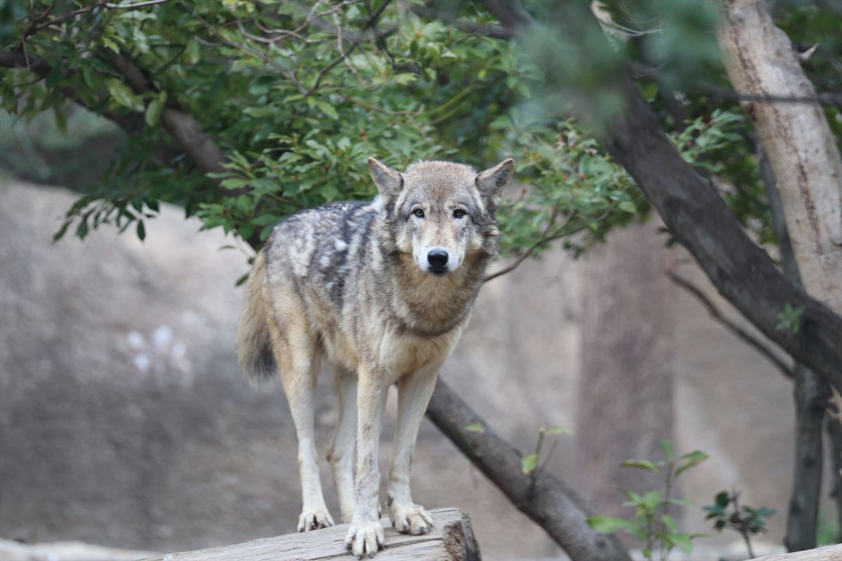 神戸どうぶつ王国 tweet media