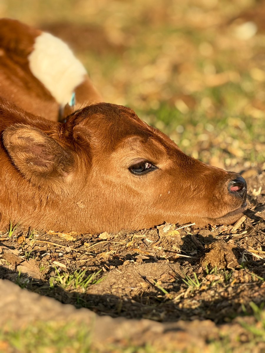 Emiliano Abreu (@donemilabr) on Twitter photo 