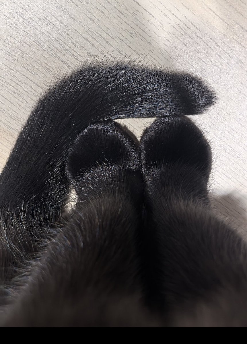 tmszhjh88's tweet image. Black cats look down at their feet every day