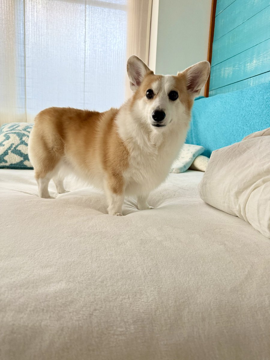 コーギーつむぎ🧂🍞 (@corgi_tumugi) / Posts / X