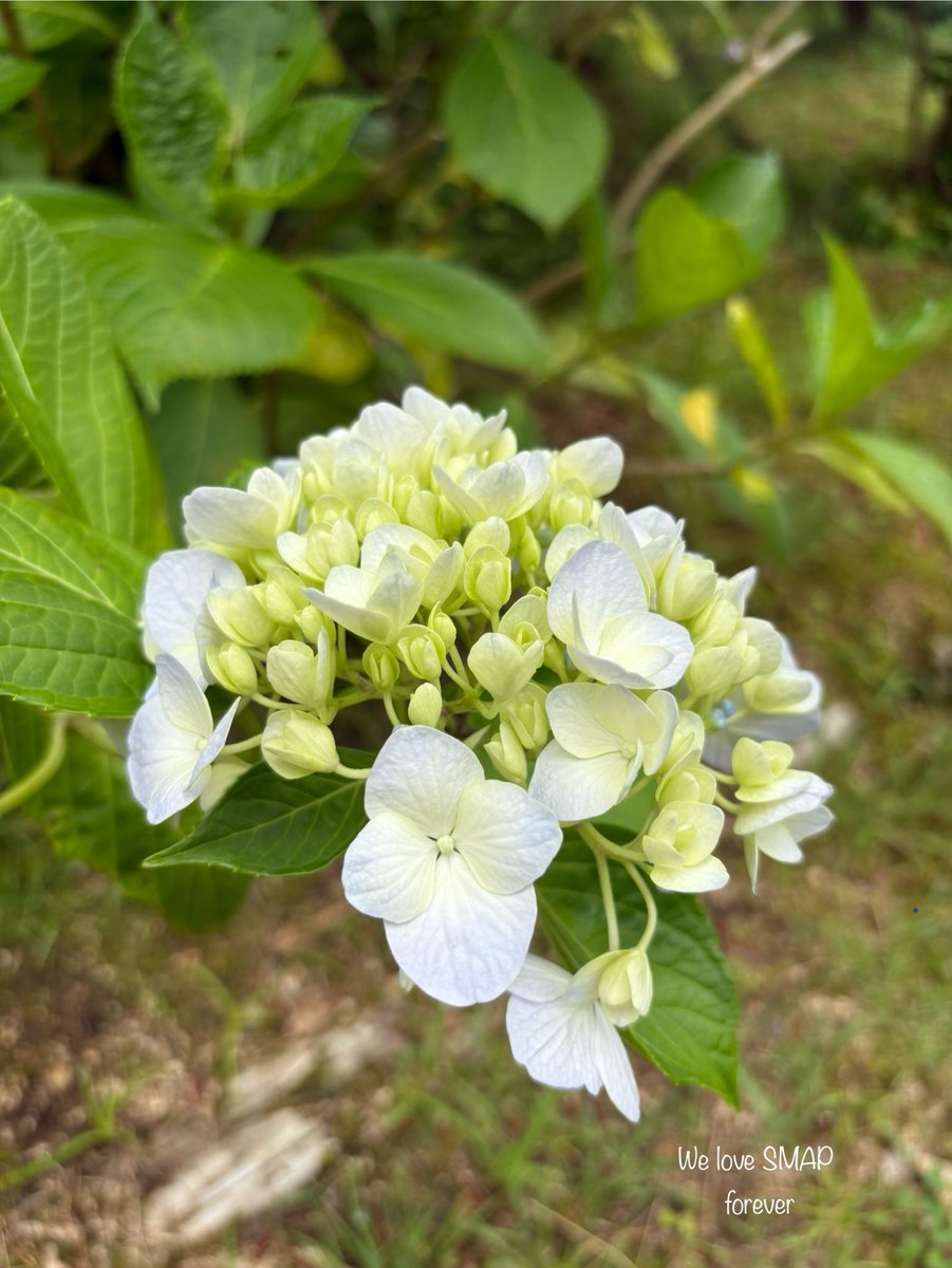 ともっち 🇫🇷💚🇫🇷 (@tomosma5) / Posts / X