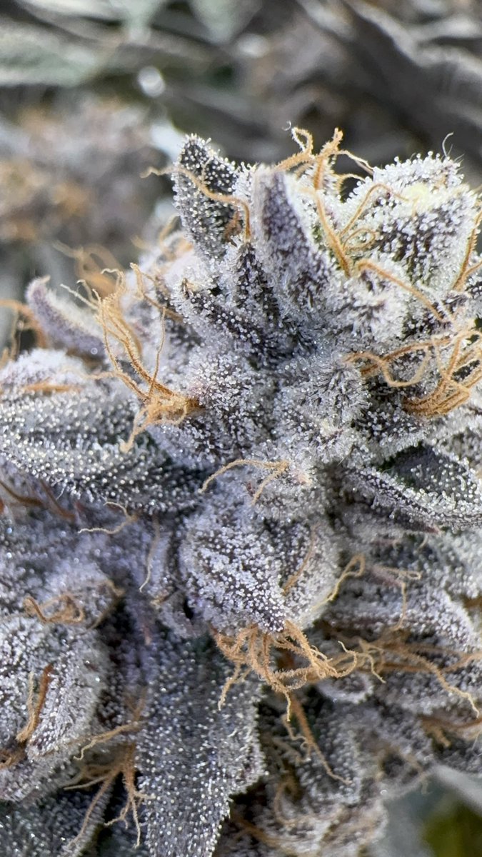 FREEdizzTheLEGEND tweet media