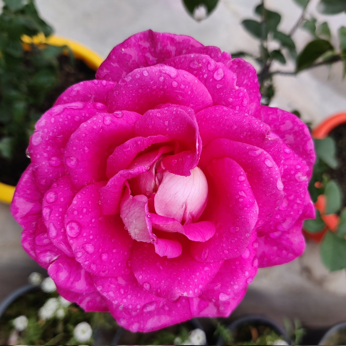 Good morning friends 🌹🙏 
Flowers #gardening #nature