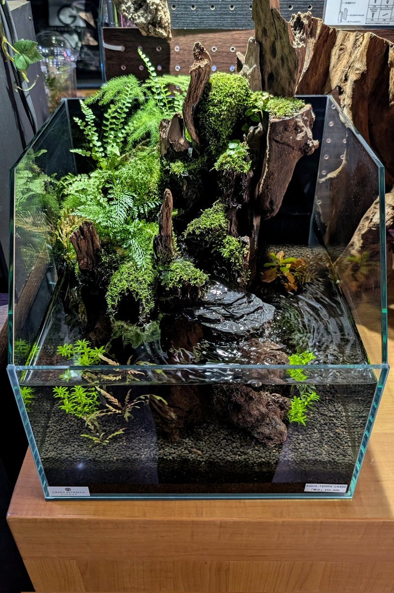 🌿テラリウム販売してます！！ ＊30cmキューブ前面カット水槽は大人気