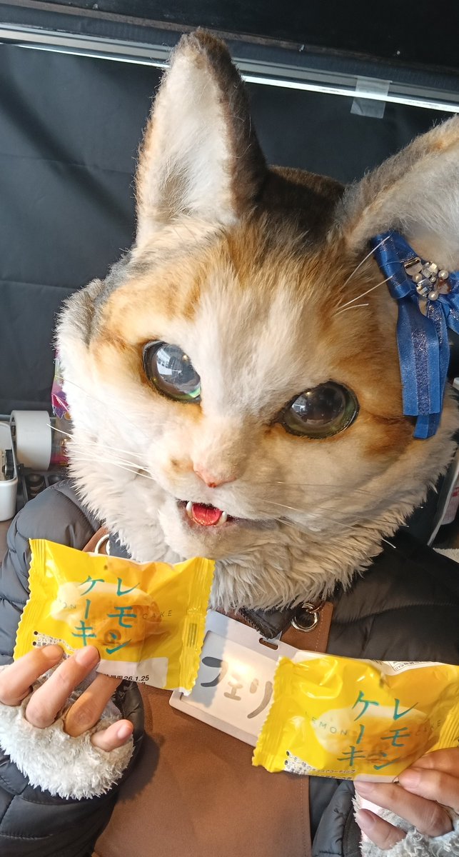 近藤フェリス🐱くまとねこ (@kuma_neko022) / Posts / X