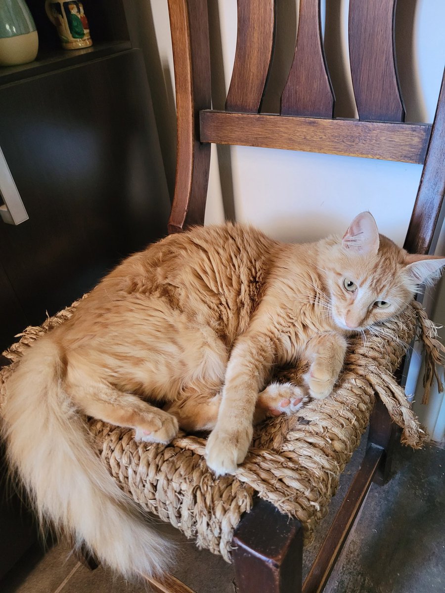 Mango_1963's tweet image. Mango falta de casa desde la noche del 6. Piriápolis, Maldonado. 
Macho castrado.