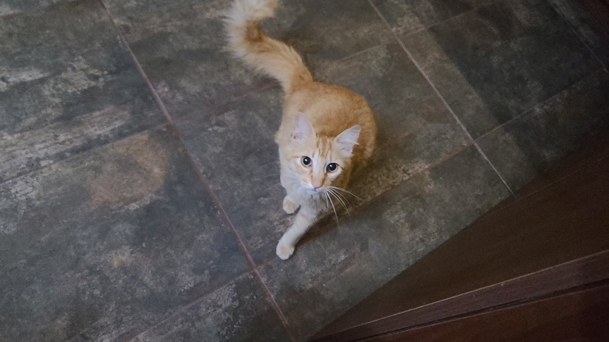 Mango_1963's tweet image. Mango falta de casa desde la noche del 6. Piriápolis, Maldonado. 
Macho castrado.