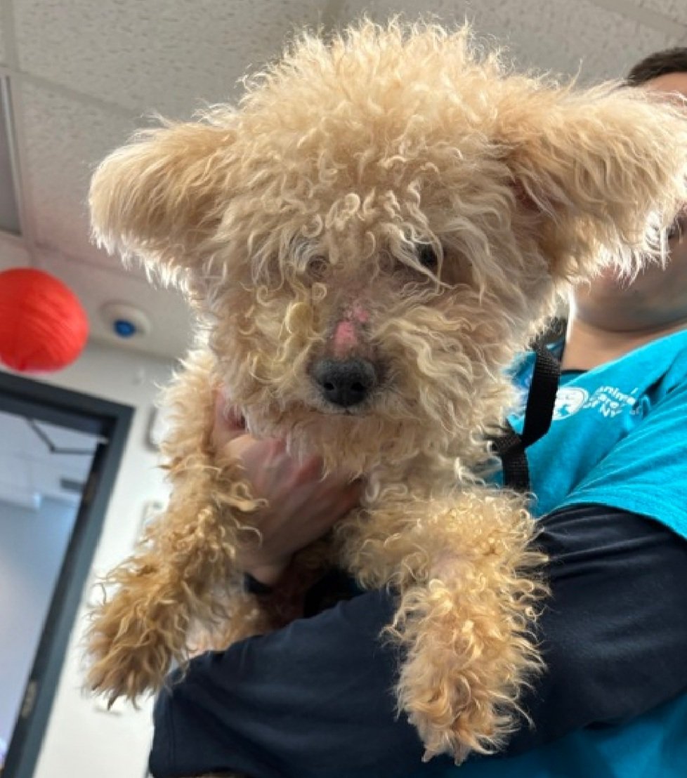 nyc_lilpaws2025's tweet photo. Meet Tompkin 244675 #NYCACC
He is 13 yrs old, weighs 11.4 lbs
He is mostly blind, possibly can see light w/left eye
Deaf, Underweight & has tapeworms
Let's find him a good home!
https://t.co/zXCD7uZKg4
#Pledge4Rescue #foster #adopt
#DogsofX https://t.co/AbJraq5uFI