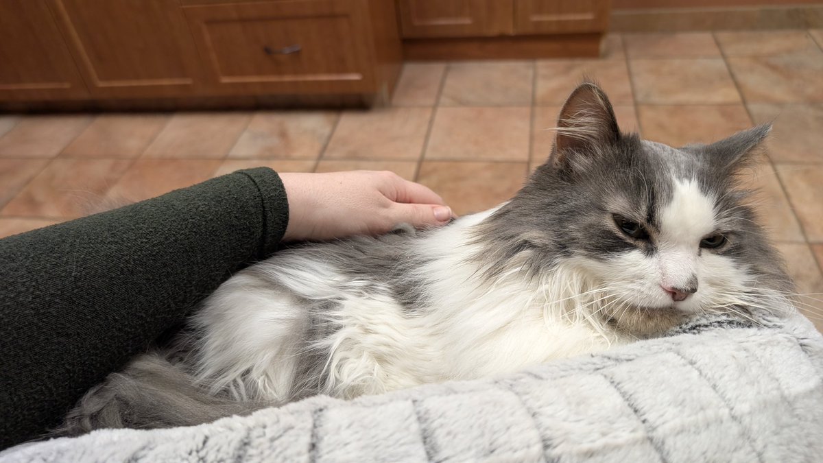 Lithebunni's tweet image. TW: Pet Death