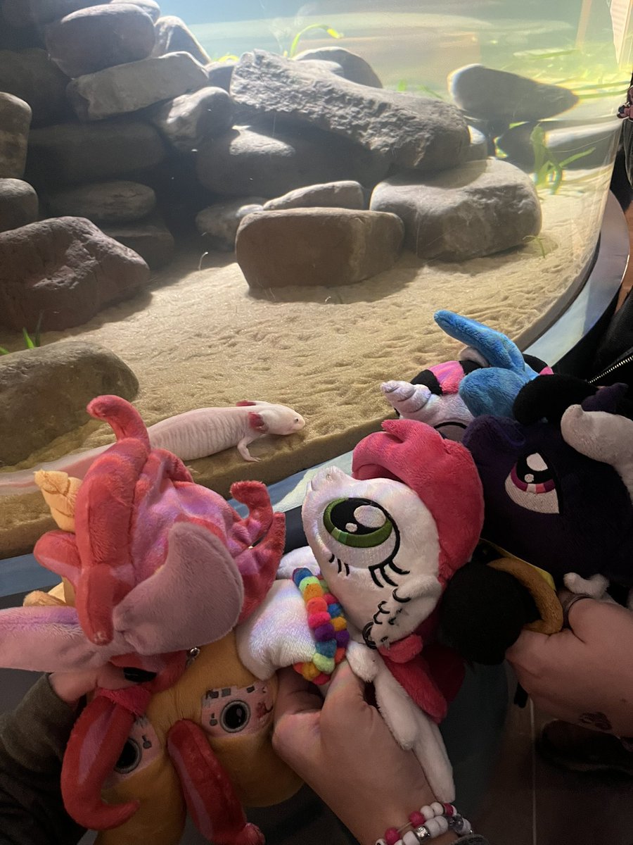 🩷🌹Copper Rose Cosplay 🏳️🌈🌹🩷 @ 🦋☁️ tweet media