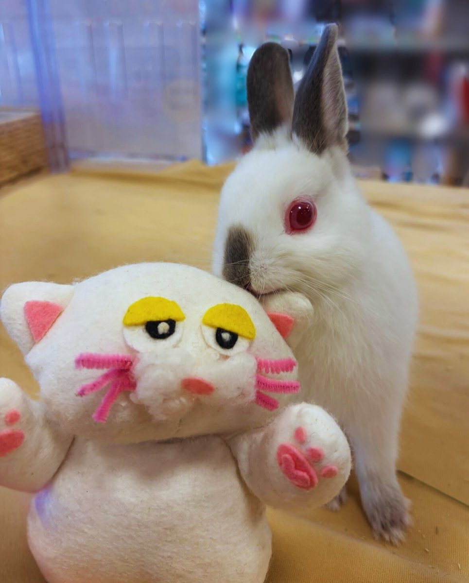 🐱おはオムにゃん☆ ウサギさん🐰が、 「今日も1日がんばろうね🌸」っ