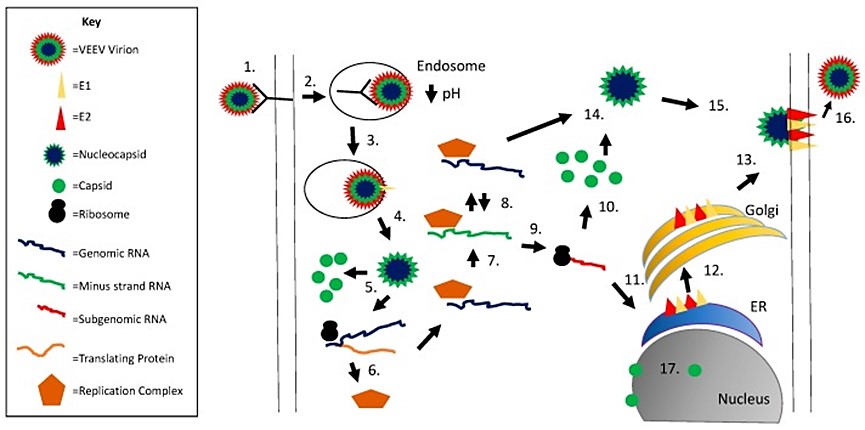 Venezuelan Equine Encephalitis (VEE) Vaccine Tools
VEE virus causes serious neurological disease, and vaccine development remains a critical area of study. 
👉 More info:
creative-diagnostics.com/development-of…

#VEEVaccine #AntiviralResearch #VaccineDevelopment
