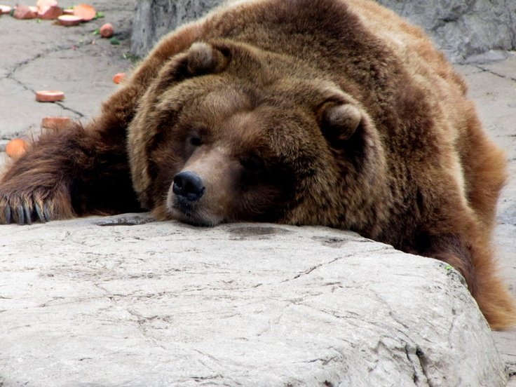 TodoDiaUrsos's tweet image. 