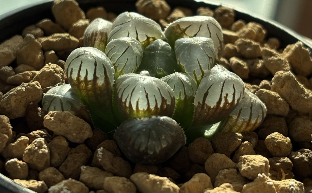 나 왜 도도손 이제산거야 🥹