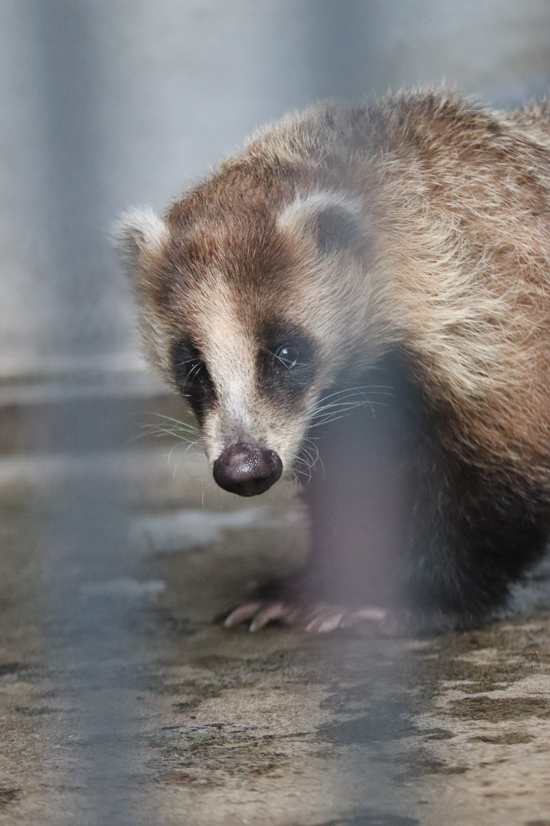 ぽんもち tweet media