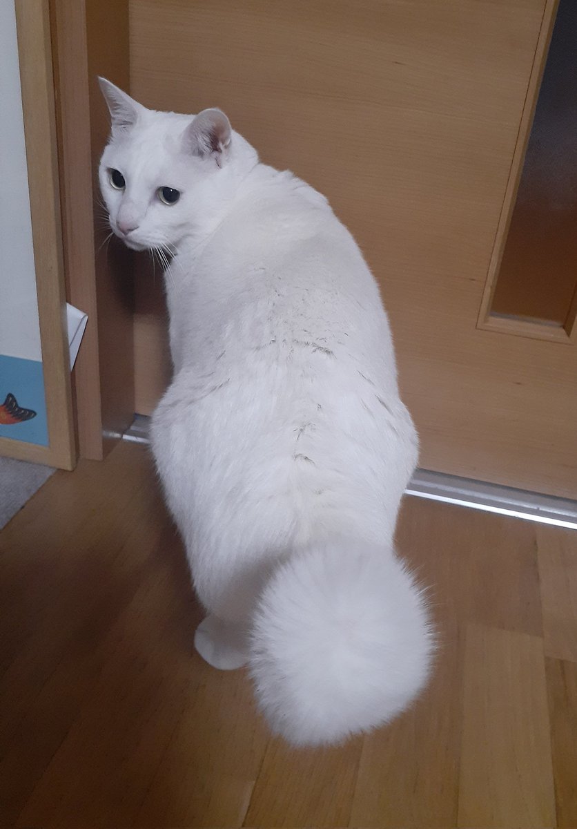 しっポッ⚪ #白猫 #猫好きさんと繫がりたい𓏲𓎨