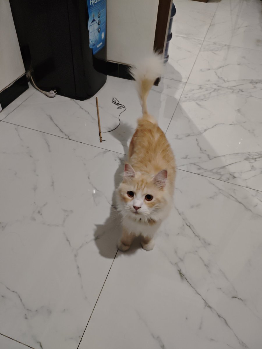 madeadnyaa's tweet photo. Tiap hari ini meng main tali, bahkan tiap gua atau adek gua balik dia bawa sendiri itu tali ngajak main. Banyak banget tenaganya, ampunnn🤦 https://t.co/p7wPwgj8eb