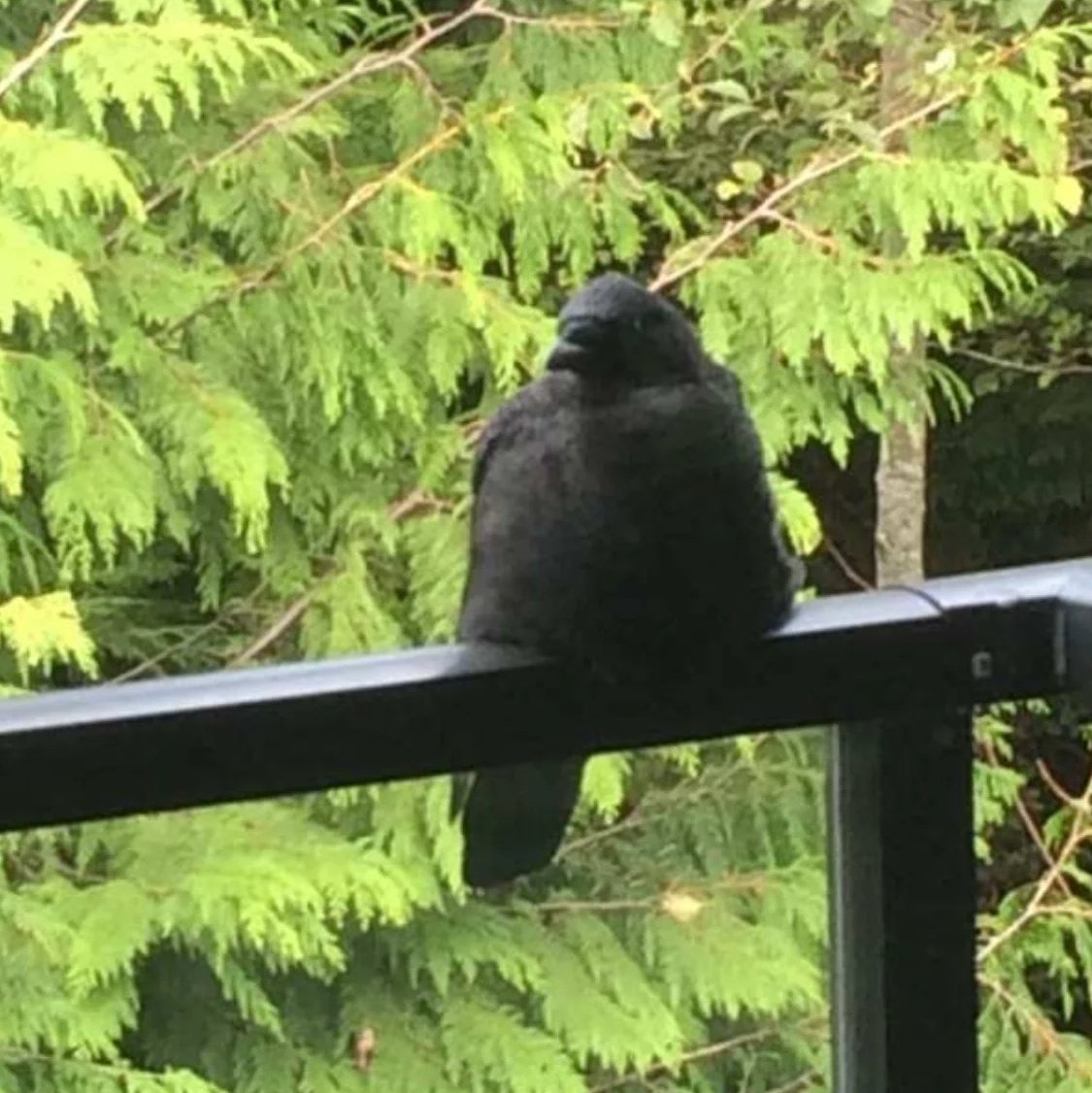 xmiisuki's tweet image. Poor baby getting flicked twice for being a chub