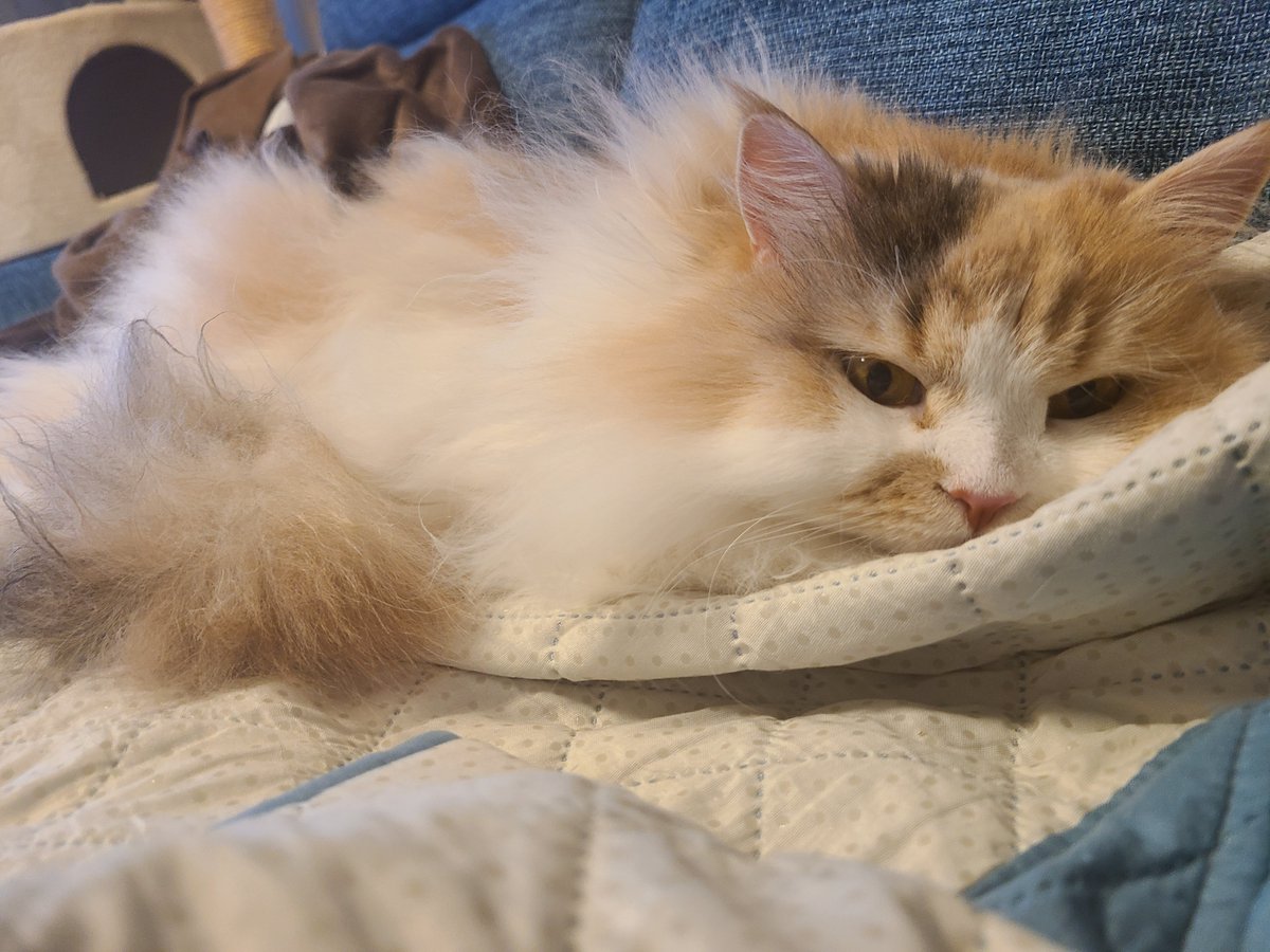 ねむねむにゃんこ
#猫のいる暮らし #猫のいる幸せ