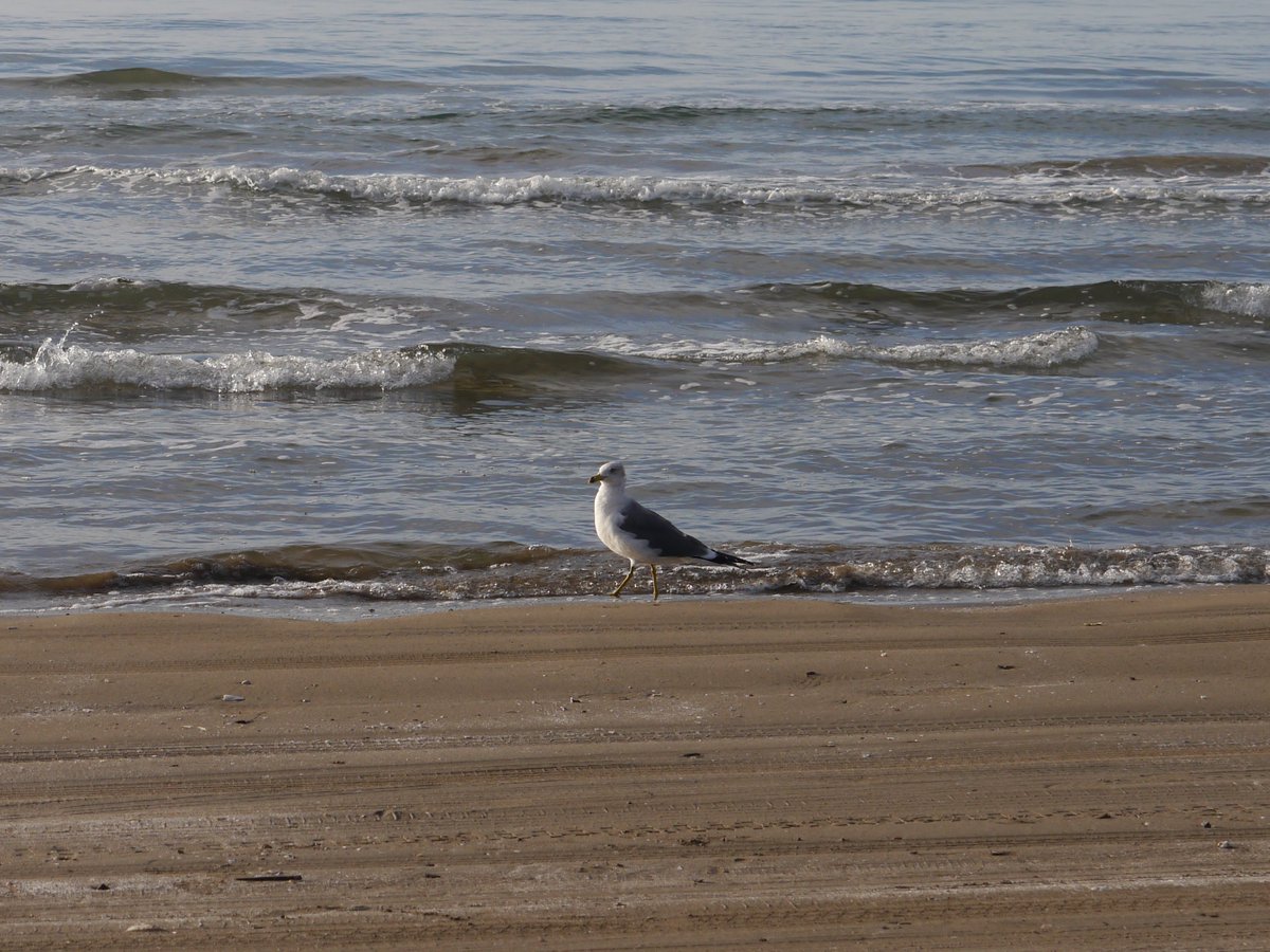 𝗌𝖺𝗄𝗎 tweet media