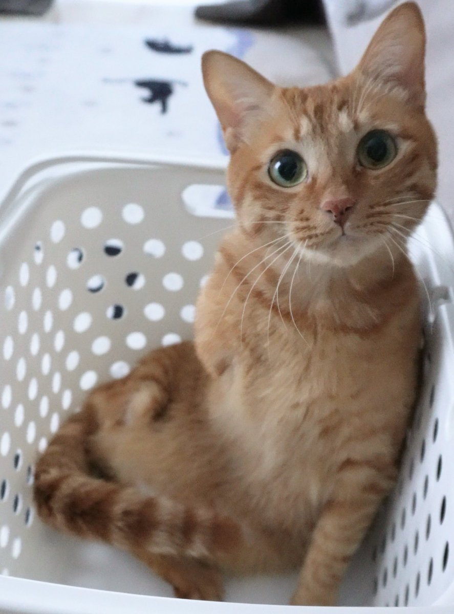 にゃんちゅー (@Nyanchu_1011) / Posts / X