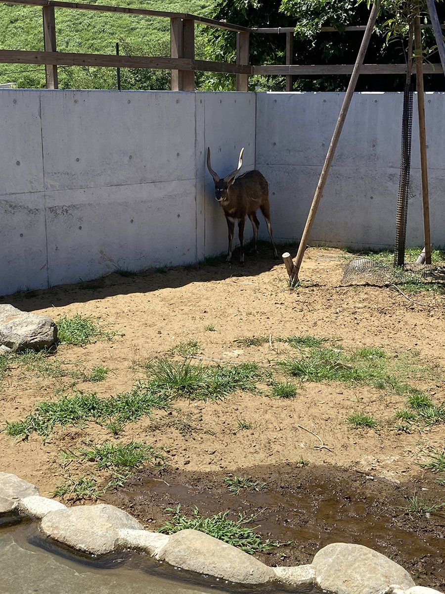 honoppa1's tweet photo. テーマ「動物」

タイトル「あつ～い！」「日陰み～っけ！」

場所：伊豆シャボテン動物公園

 #ゴゴボラケ写真部 https://t.co/ajedEdfXH4