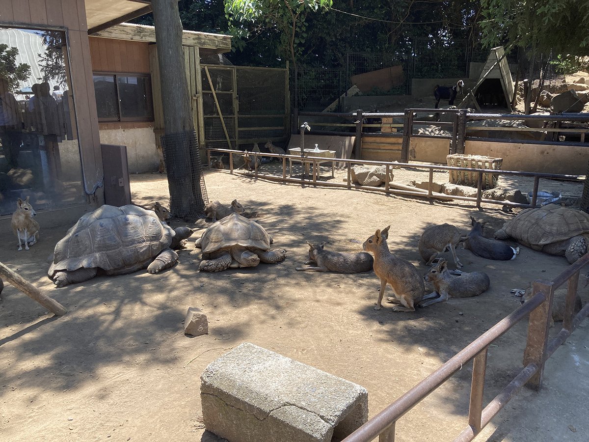 honoppa1's tweet photo. テーマ「動物」

タイトル「あつ～い！」「日陰み～っけ！」

場所：伊豆シャボテン動物公園

 #ゴゴボラケ写真部 https://t.co/ajedEdfXH4