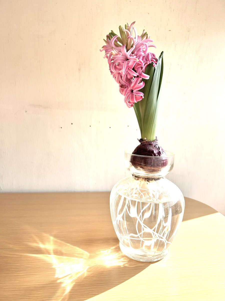 atelierLIB's tweet image. 早春の花の香りは
幼い頃の記憶とリンクする
目を閉じて無心に鼻を近づける時
4才の私が現れて、鏡映しになっているのだと思う
パウダリーでひたすら甘く
ただ季節の歓びに溢れる香り