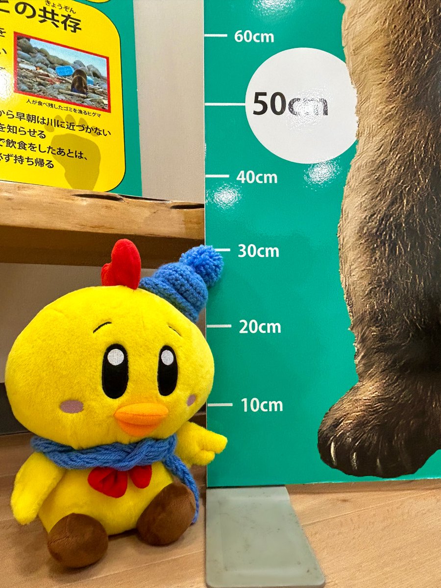 こんにちは、ピータンです🐥

みてみて〜！
道の駅にヒグマの等身大パネルが登場したよ！🧸✨

ヒグマの生態や対策を知れて、とっても勉強になったピータン🐥✍🏻

1月末頃まで展示してくれるみたい🤭みんなも背比べしてみてね🌈✨

#中札内村 #なかさつない
#道の駅なかさつない #ヒグマ