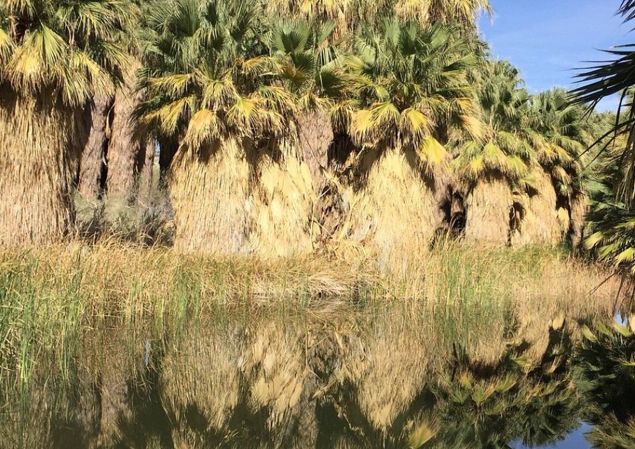 sdtmanager's tweet image. Wish we had brought a picnic! It was SO beautiful- and there were picnic tables around the pond in the shade of giant palms.