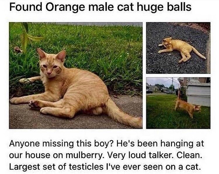 Punch Cat tweet media