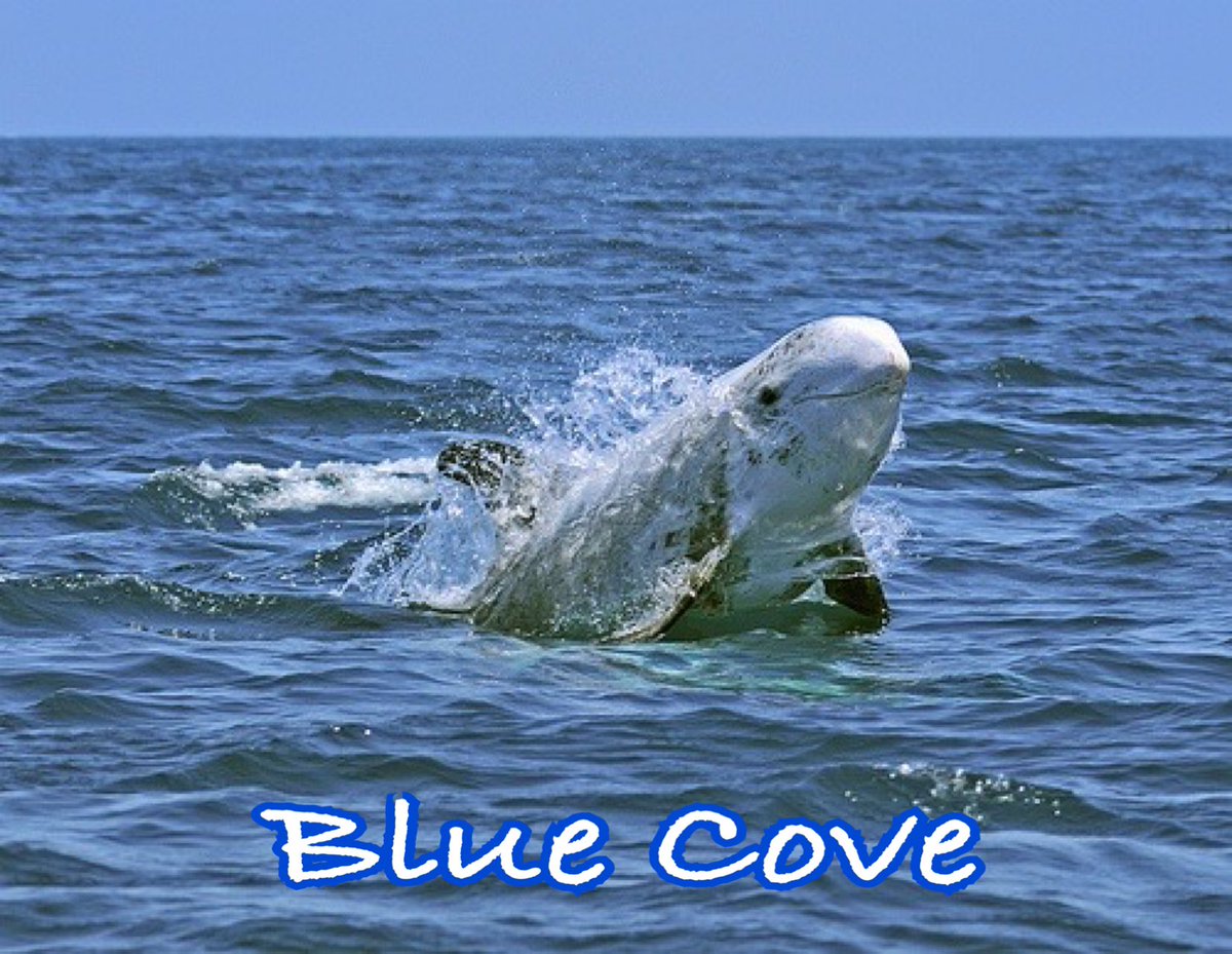 RT @KunitoSeko: The hunters chased the pod around for a long time