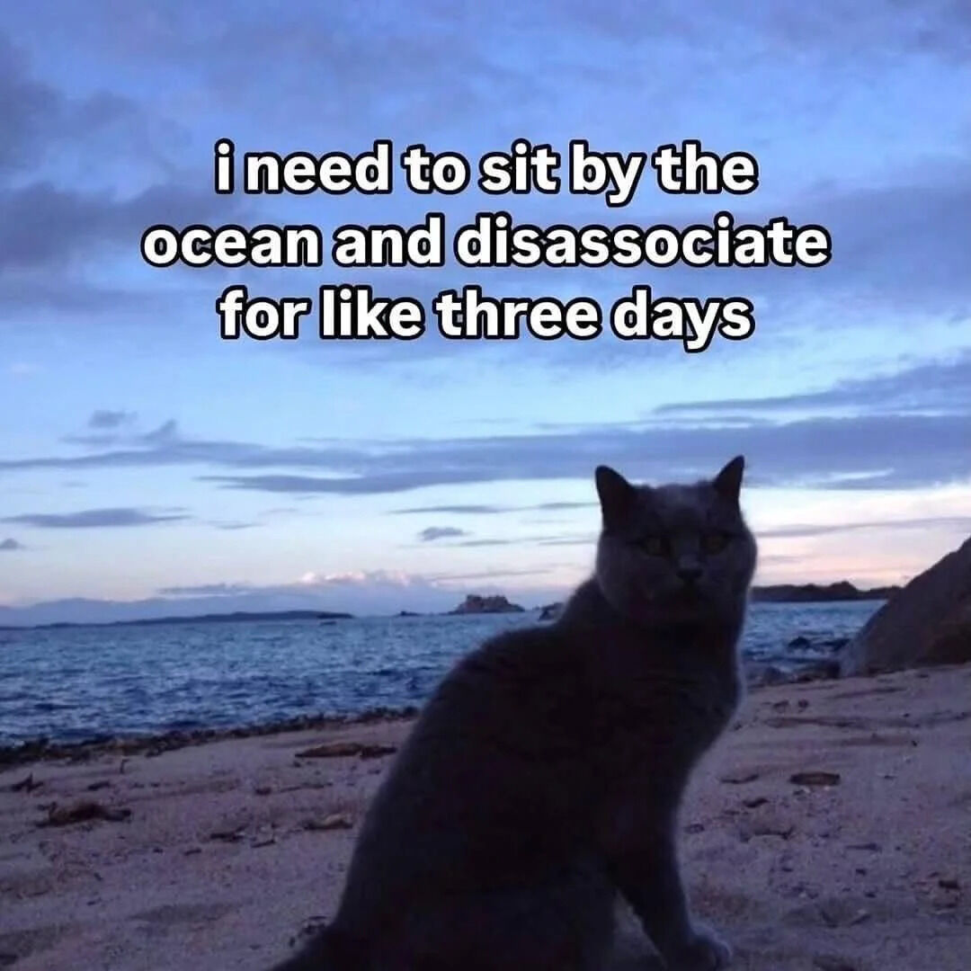 WholesomeMeme's tweet image. 