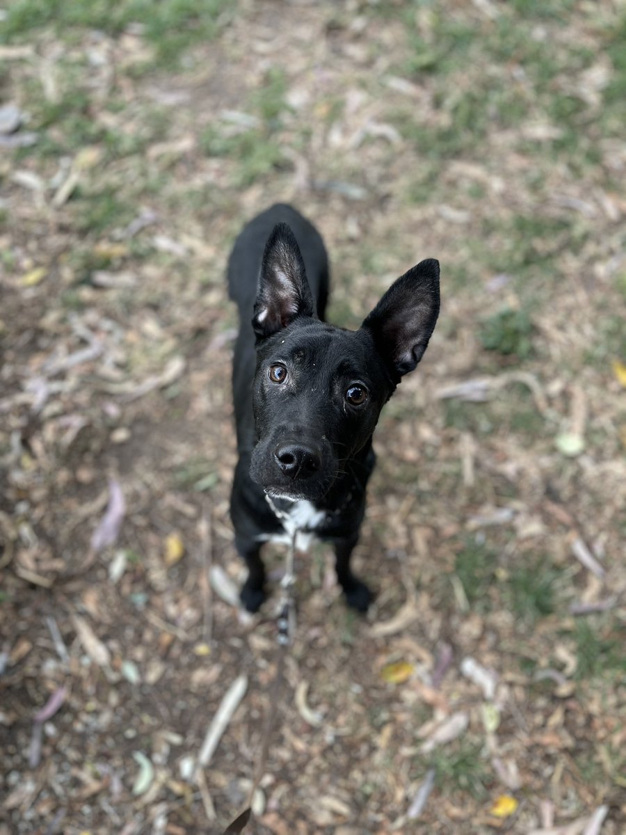 Después de varios meses por fin logramos sacar a pasear a Lorencito. 🐾
La verdad se estresó, pero vamos poco a poco.

Recuerden que él se quedó ciego temporalmente por un episodio de muchísimo estrés, por eso lo cuidamos tanto y somos muy cuidadosos para que no vuelva a pasar.