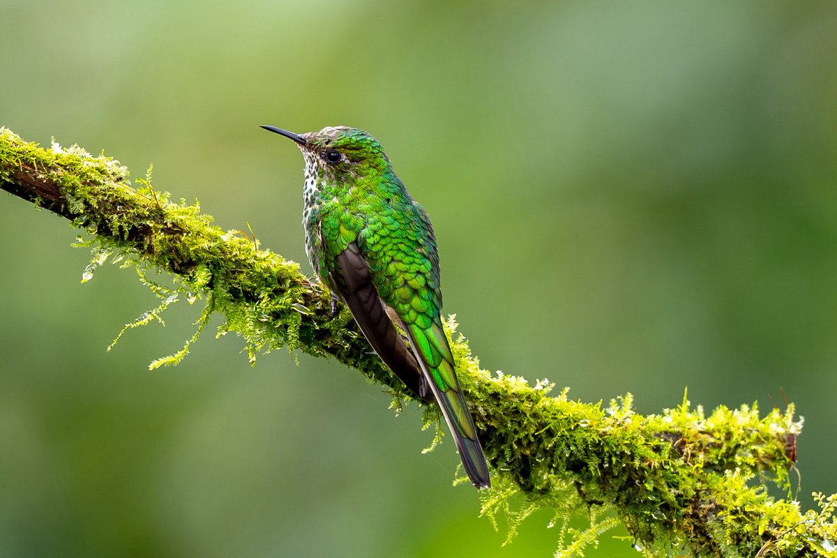 mitoGFP's tweet photo. Green-tailed trainbearer, Black-tailed trainbearer, shinning sunbeam and giant hummingbird #birdseenin2025 #birds #birdphotography #hummingbird #birdsofecuador #Ecuador #sonyA1 #birdsoftwitter https://t.co/DUBslivyXe