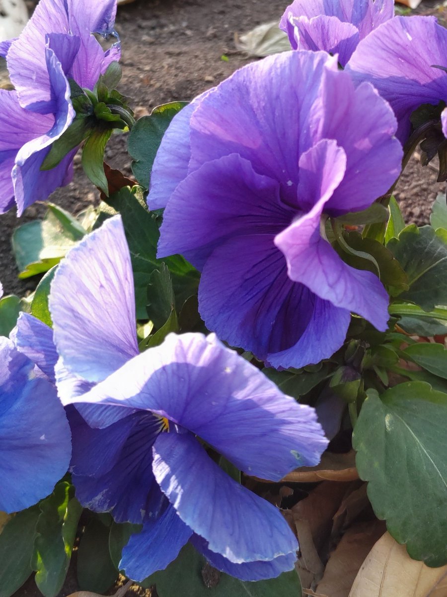 corocoore's tweet image. こんにちは ❁.*･ﾟ

 #パンジー 

︎✿ 花言葉 ︎✿
   もの思い  思い出