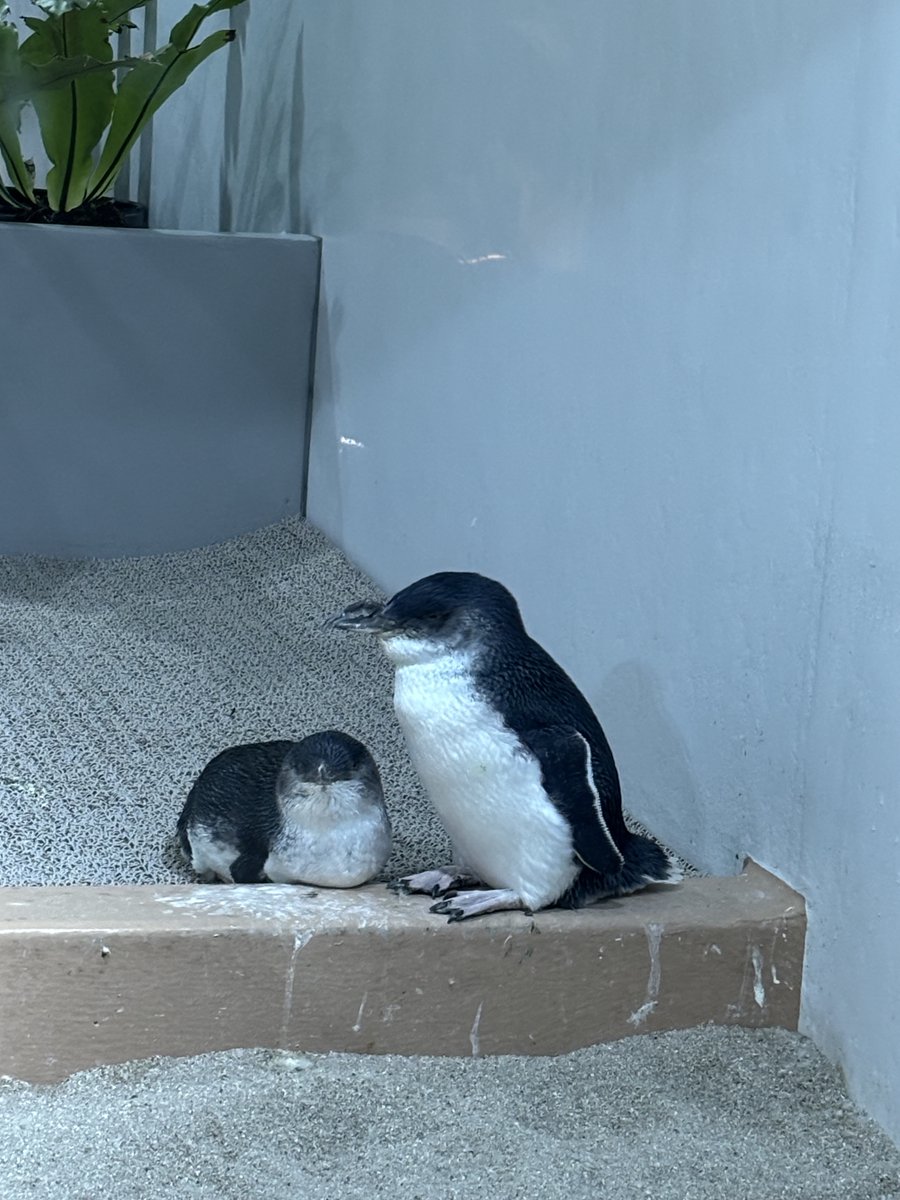 aoao様用です*¨*•.¸♬︎ AOAO SAPPORO（アオアオ サッポロ） (@aoao_sapporo) / Posts / X