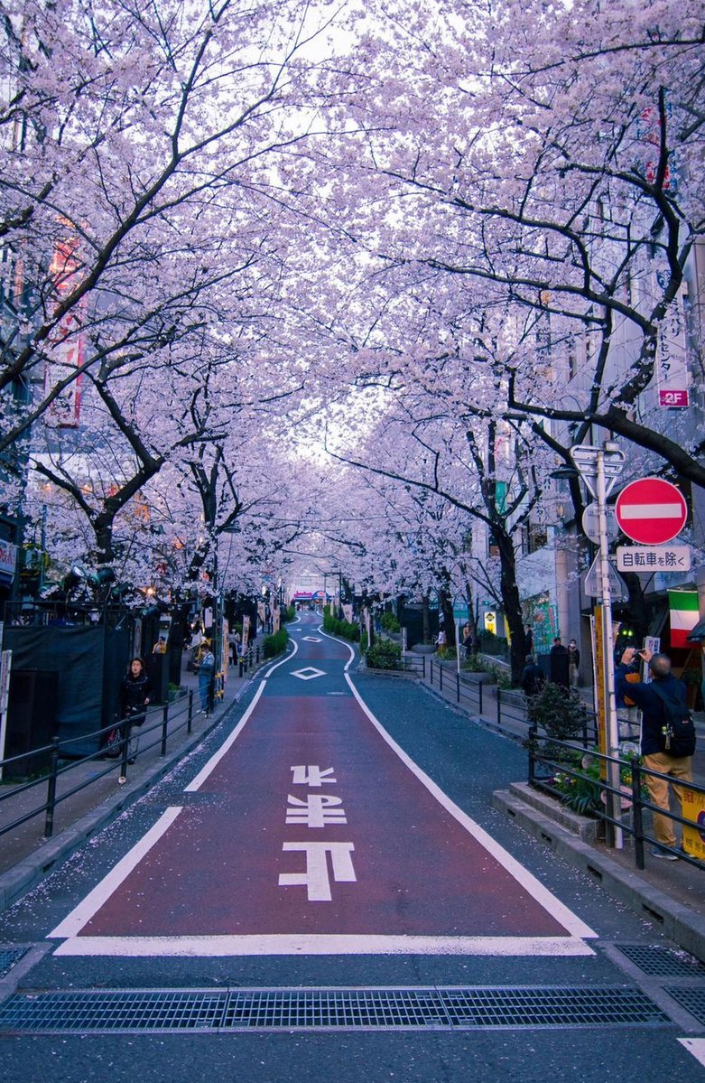 AngRozco's tweet image. いてら↑
新緑だから見るする 🐧