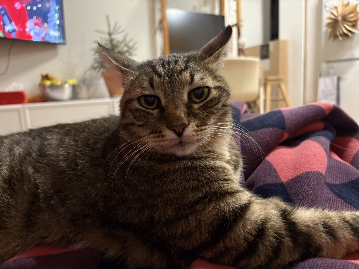 sendbitcoinz's tweet image. Тарус жалуется, что утром его мало кормят