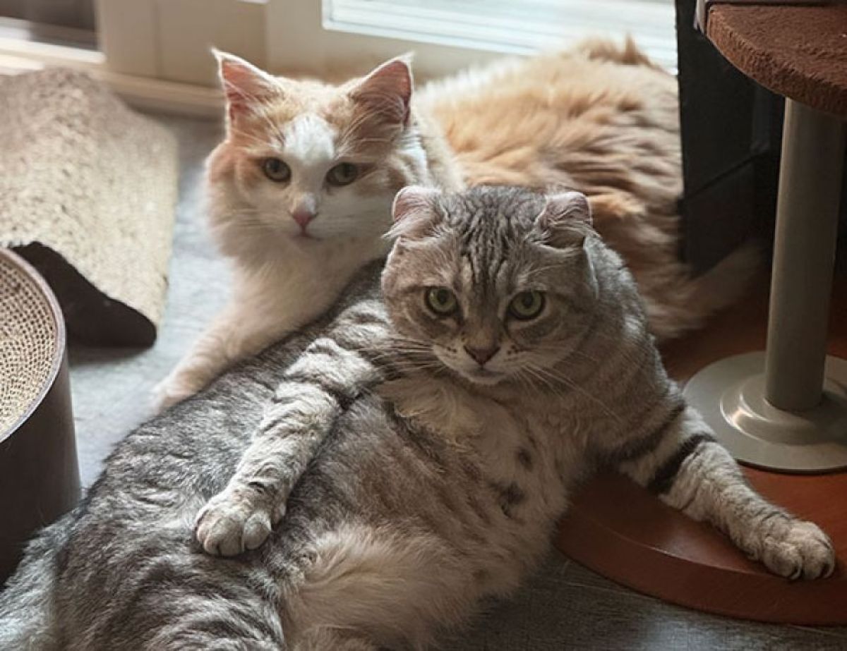 猫なりに感謝の気持ちを伝えている。獣医師が教える8つの「ありがとう」のサイン
karapaia.com/archives/56907…

猫の数ほど個性がある。人間と同じで内気なタイプもいれば社交的な子もいる。何年一緒に暮らしていても、急に素っ気ない態度をとることもあり…