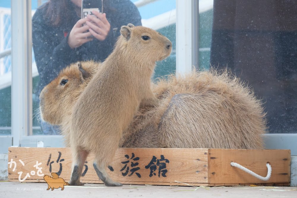 ささ @sasa.capybara (@ice3kyoudai) / Posts / X
