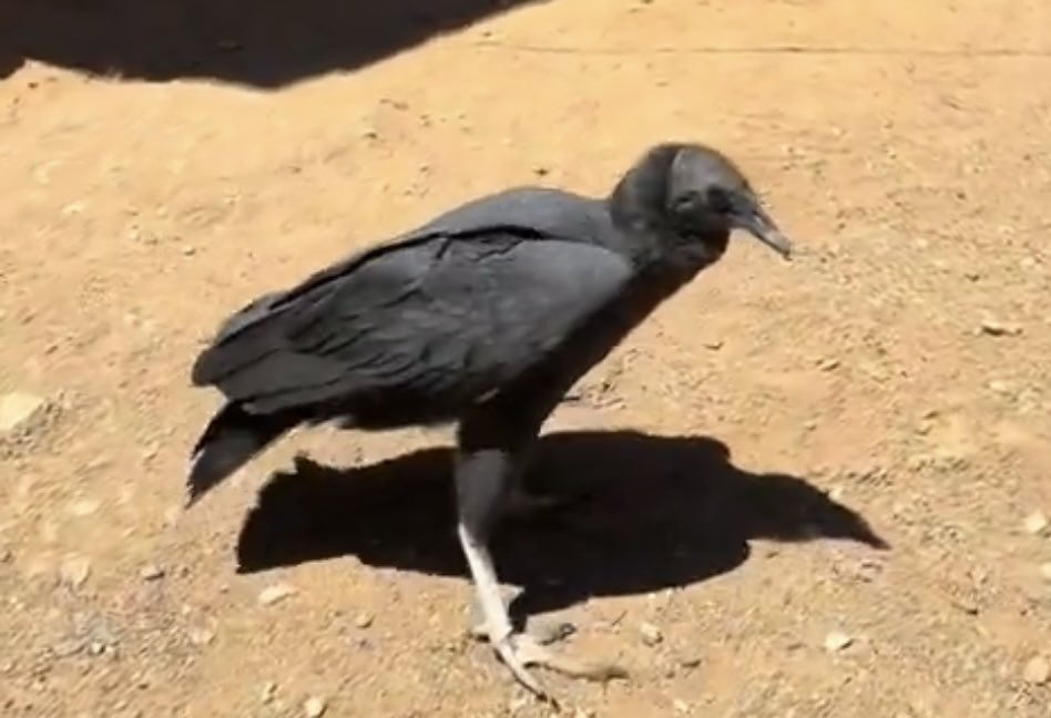 bobbytriggered (@bobbytriggered) on Twitter photo 